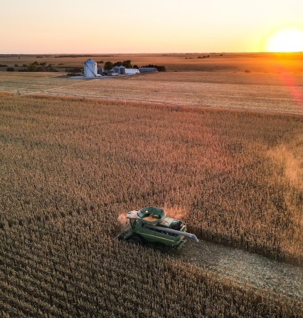 Corn Harvest