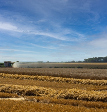 Wheat Harvest