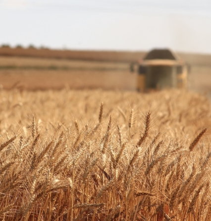 Wheat Harvest